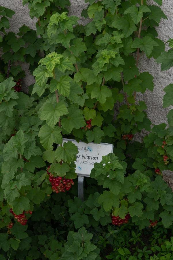 Fiori&vigne di Cecilia Marcon Villa Farra di Soligo Esterno foto